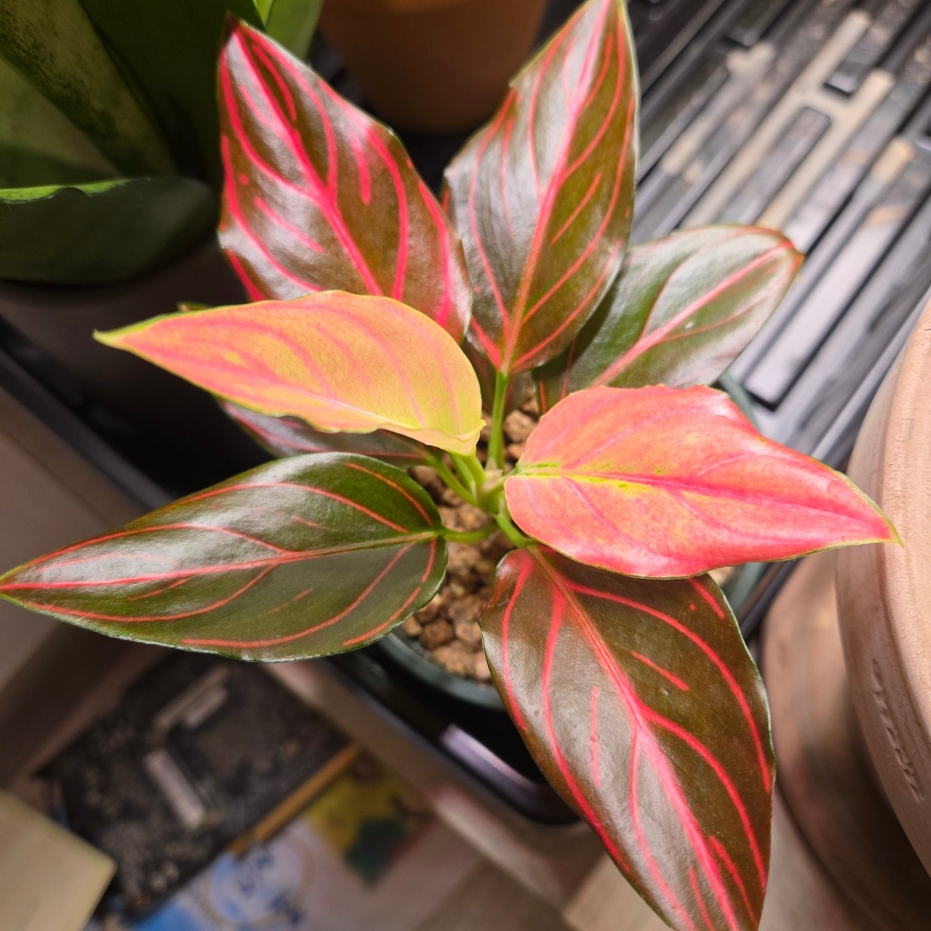 아글레오네마 로툰텀 타이거Aglaonema Rotundum 'Tiger'에 대한 img