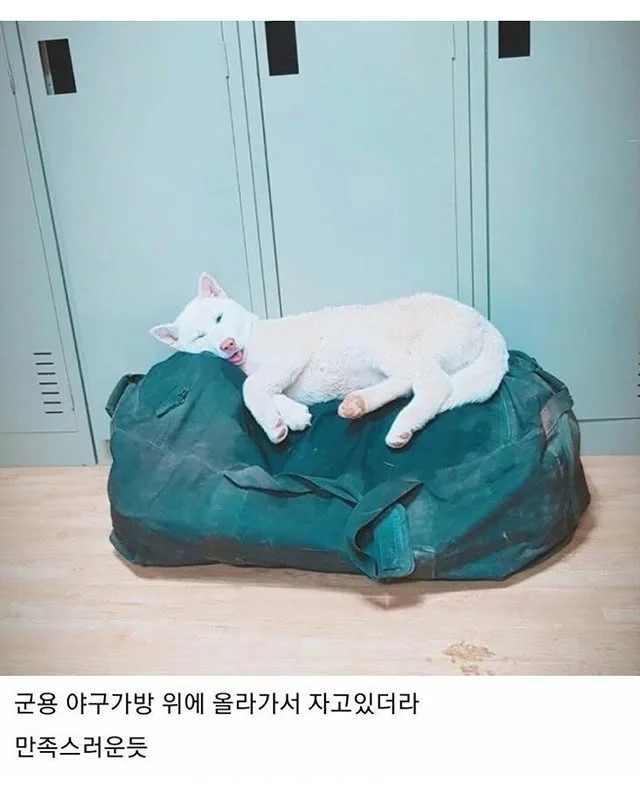 상세 이미지